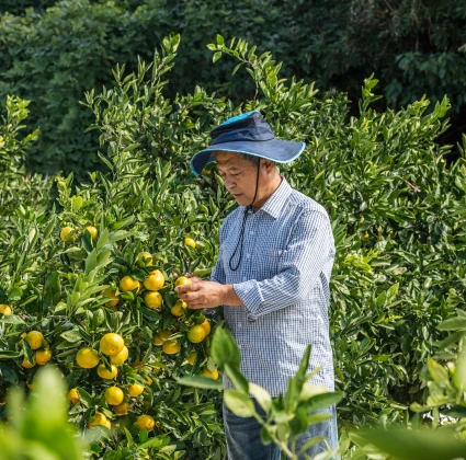 jeju2025_11_12.webp