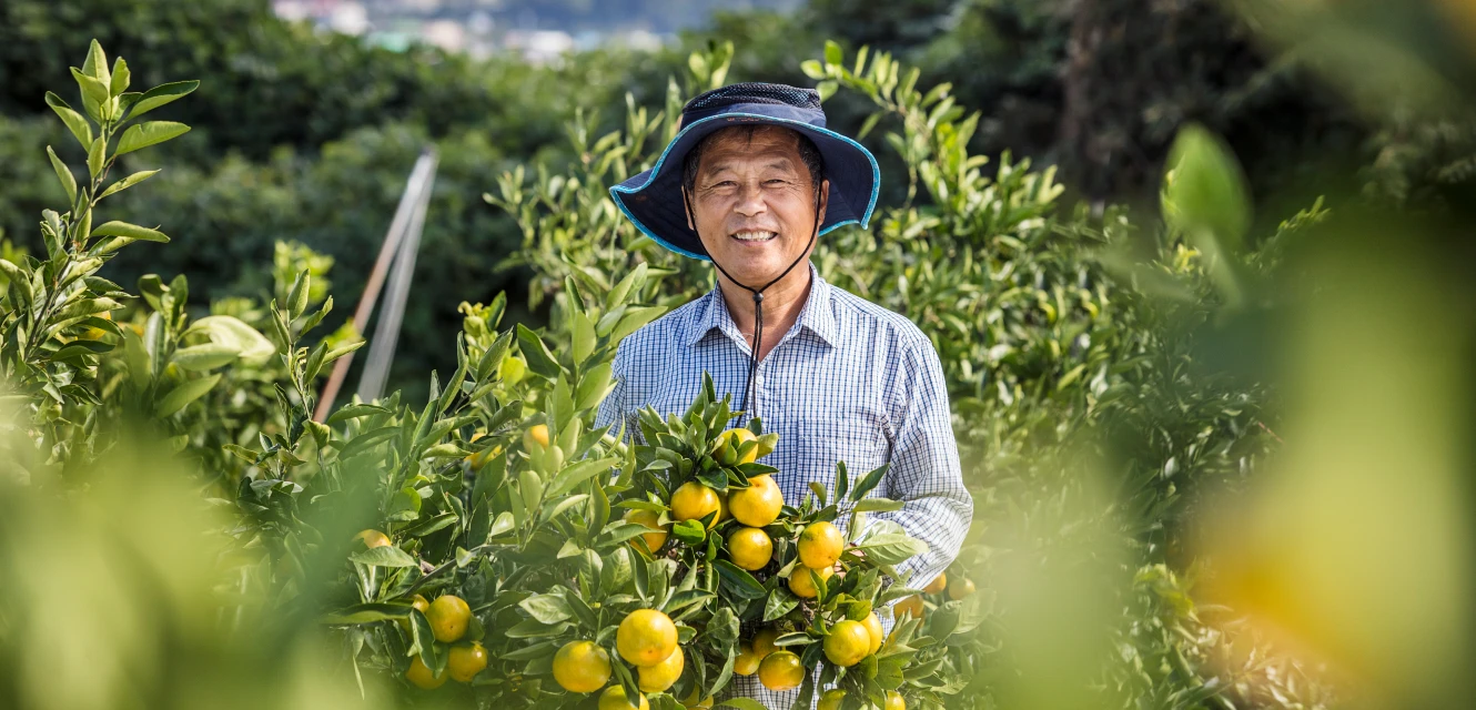 제주 샛별 한라봉 농장