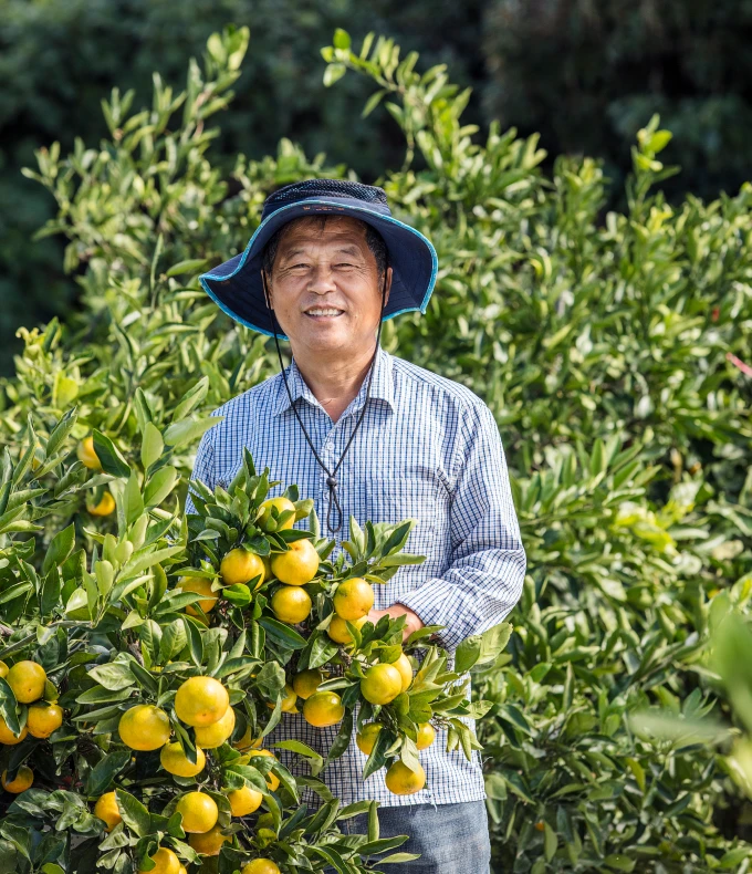 제주 샛별 한라봉 농장