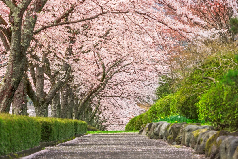 롯데호텔앤리조트 김해