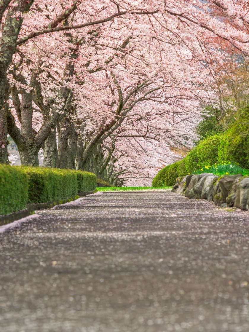 롯데호텔앤리조트 김해